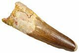 Fossil Spinosaurus Tooth - Feeding Worn Tooth #370741-1